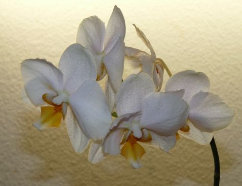 orchidee31